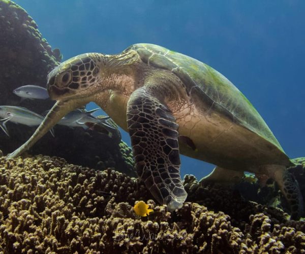 Cabo San Lucas Marine Park Scuba Diving Adventure – Cabo San Lucas, Mexico