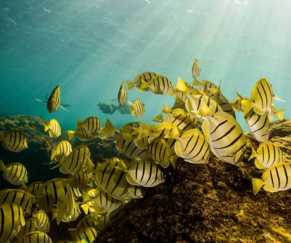 Cabo San Lucas Marine Park Scuba Diving – Cabo San Lucas, Mexico