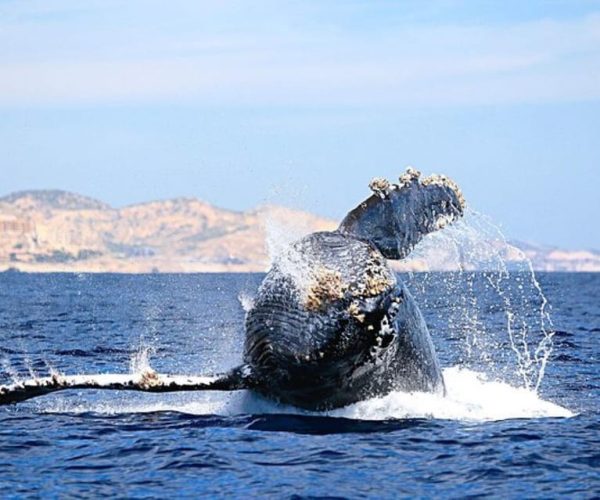 Cabo San Lucas: Sea of Cortez Whale Watching Experience – Cabo San Lucas, Mexico