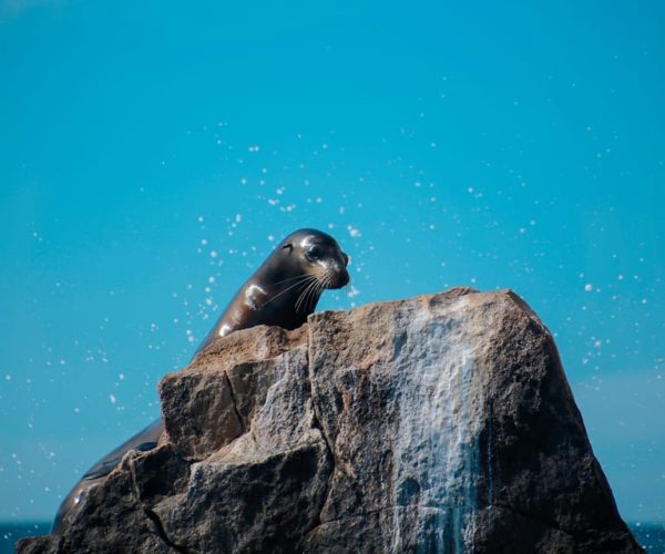 Cabo San Lucas: Snorkeling and Whale Watching Private Dhow – Cabo San Lucas, Mexico