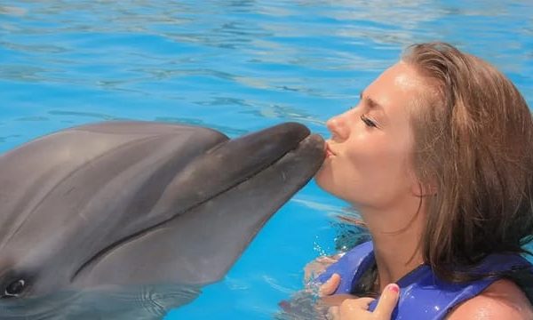 Cabo San Lucas: Swim Excursion with Dolphin Interaction – Cabo San Lucas, Mexico