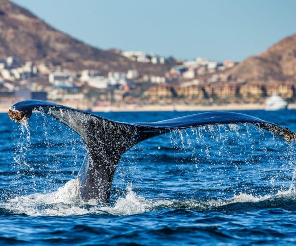 Cabo San Lucas: Whale Watching Catamaran Experience – Cabo San Lucas, Mexico