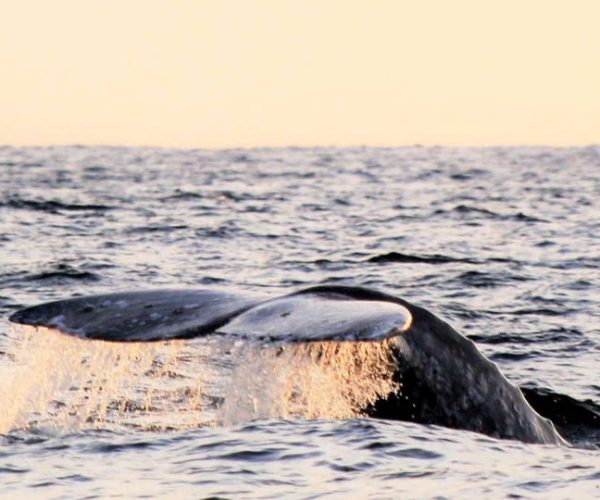 Cabo San Lucas: Whale Watching Experience on Catamaran – Cabo San Lucas, Mexico