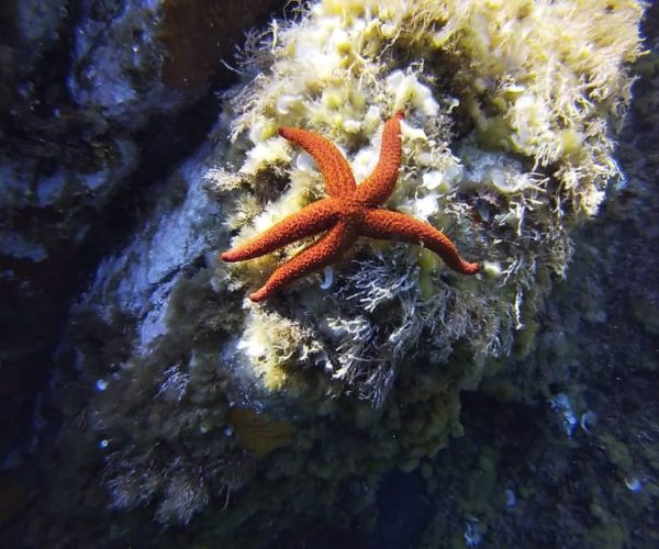 Calvi: Pointe de la Revellata Snorkeling Boat Tour – Corsica, France