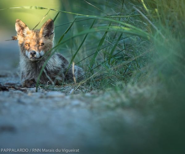 Camargue: Discovery of nature at the Vigueirat marshes – Occitanie, France