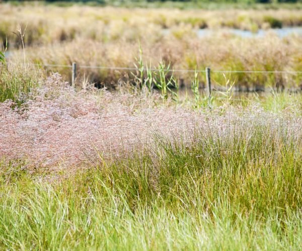 Camargue: Guided Electric Bike Tour – Occitanie, France