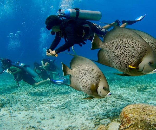 Cancun: All included Diving Lesson (2 Tanks) – Cancun, Mexico