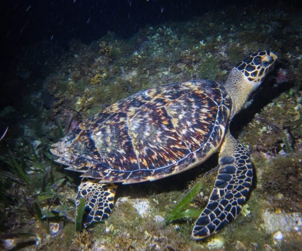 Cancun: Moonlight Snorkeling Tour with Transfer – Cancun, Mexico