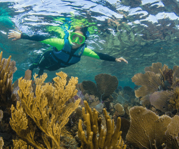 Cancun: Paradise Snorkel at Reef and Underwater Museum – Cancun, Mexico