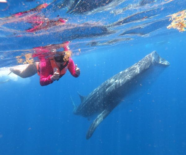 Cancun & Riviera Maya: Swim with Whale Sharks Tour w/ Lunch – Cancun, Mexico