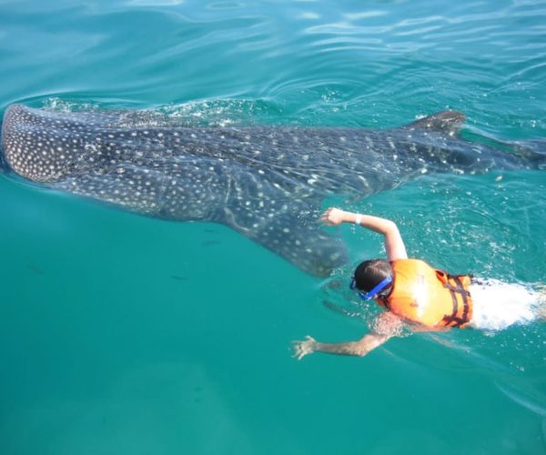 Cancun: Whale Shark Snorkeling Experience – Cancun, Mexico