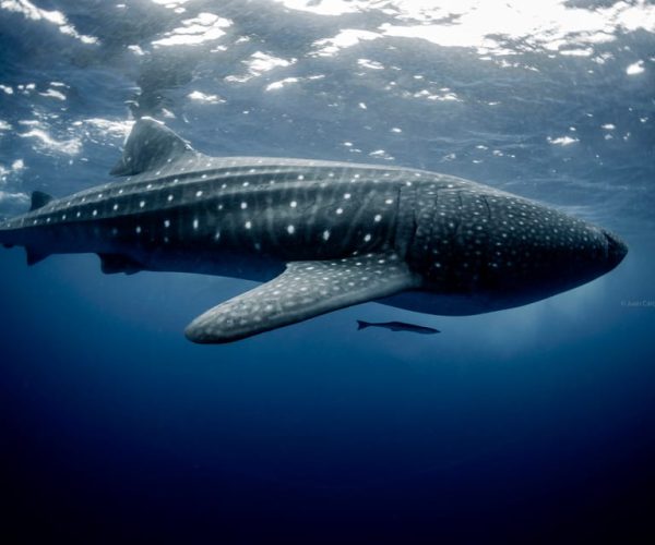 Cancun/Playa del Carmen: 6-Hour Private Whale Shark Tour – Cancun, Mexico