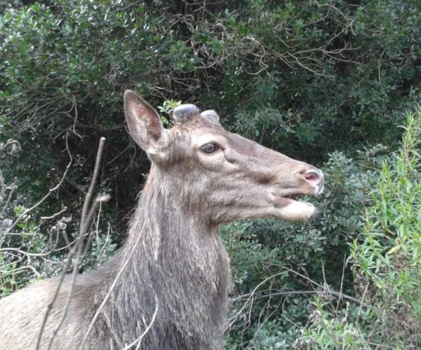 Castiadas: Sardinian Deer Forest Trek – Sardinia, Italy