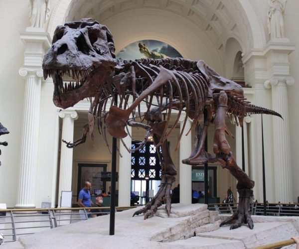 Chicago: Field Museum Ticket & In-App Audio Tour (ENG) – Chicago, Illinois