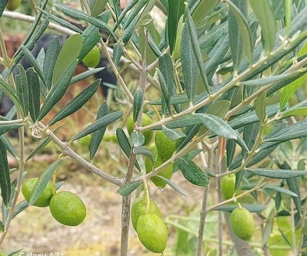 Corso di cucina nel verde dei Monti Lattari – Emilia-Romagna, Italy