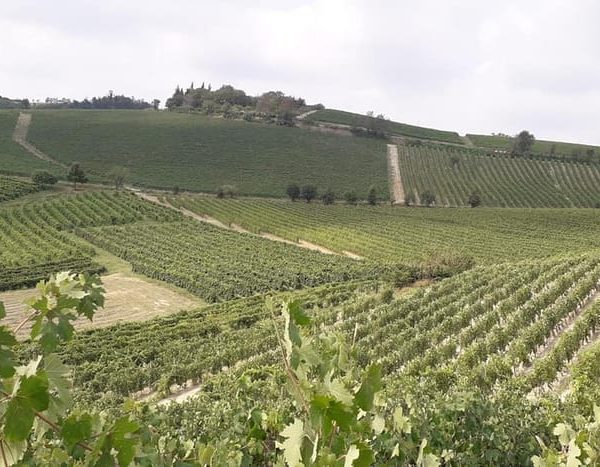 Degustazione di vini del Monferrato con visita della cantina – Piedmont, Italy