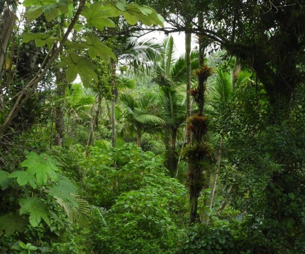 El Yunque National Rainforest: Nature Walk and Beach Trip – Rio Grande, Puerto Rico