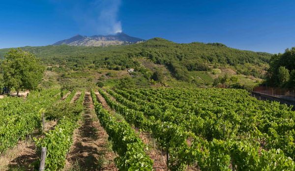 Etna: Wine Tasting and Cooking Class – Sicily, Italy