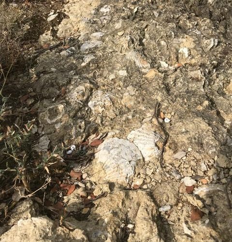 Foraging Fossils & Plants – Provence-Alpes-Côte d’Azur, France