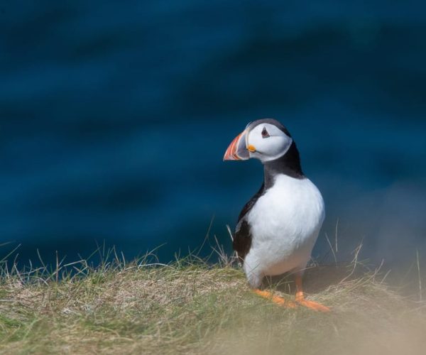 From Aberdeen: North East Coastal Trail Small-Group Tour – Aberdeenshire, United Kingdom