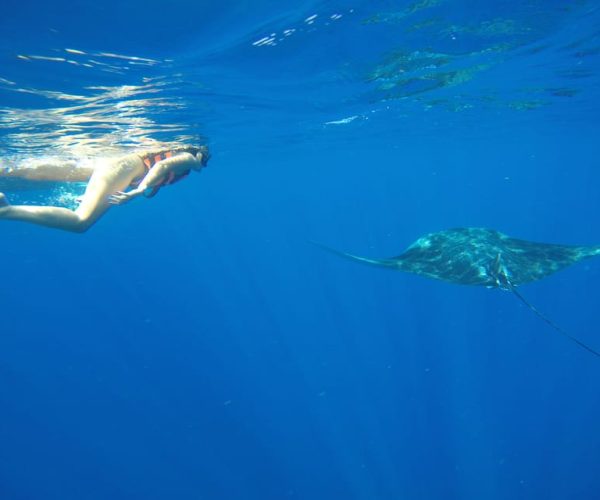 From Akumal: Whale Shark Tour – Quintana Roo, Mexico