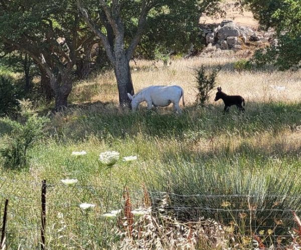 From Alghero: Le Prigionette Oasis Guided E-Bike Tour – Sardinia, Italy