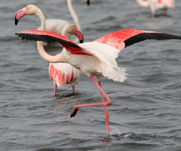 From Avignon: Camargue Tour with Pont de Gau Bird Park Entry – Provence-Alpes-Côte d’Azur, France