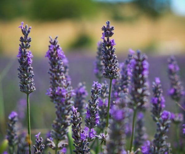 From Avignon: Lavender & Luberon villages – Provence-Alpes-Côte d’Azur, France