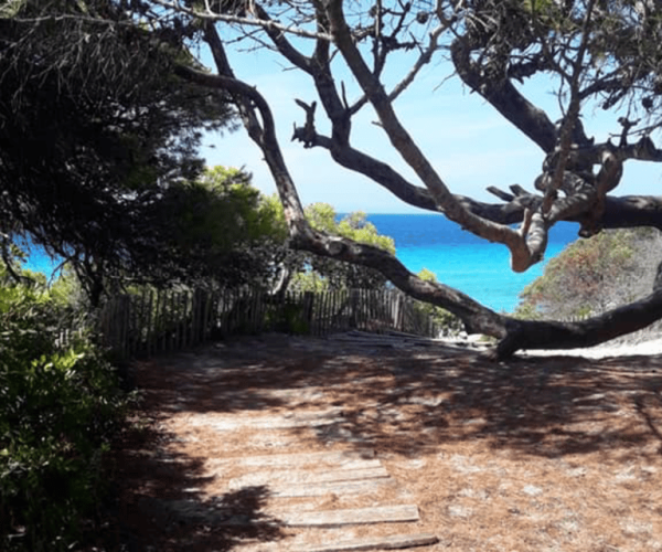 From Calvi: 4×4 Day Tour Mountain & Agriates’ Saleccia Beach – Corsica, France