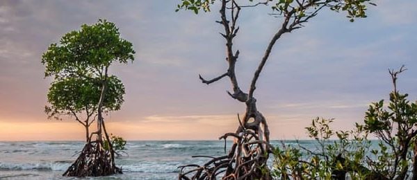 From Cartagena: Mangroves Trip With Lunch – Cartagena, Colombia