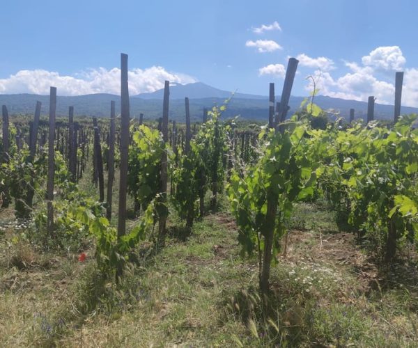 From Catania: Guided Hike on Etna, wines and nibbles – Catania, Italy