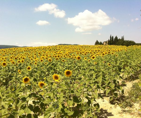 From Florence: Siena, Cortona, Montepulciano & Val D’Orcia – Florence, Italy