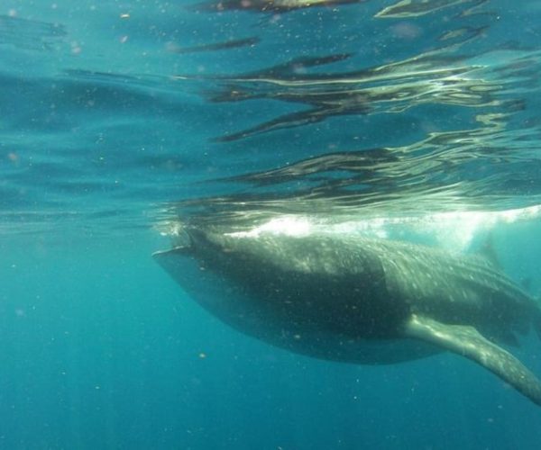 From Holbox Island: Whale Shark Tour – Quintana Roo, Mexico