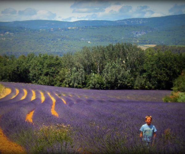 From Marseille Cruise Terminal : Valensole Lavenders – Marseille, France