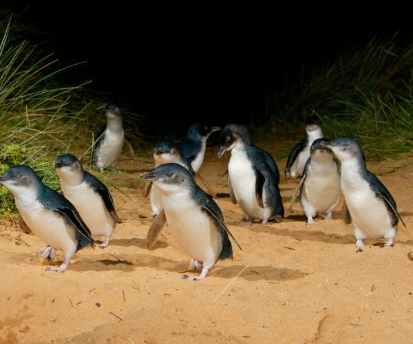 From Melbourne: Penguins and Wildlife Nature Day Tour – Melbourne, Australia