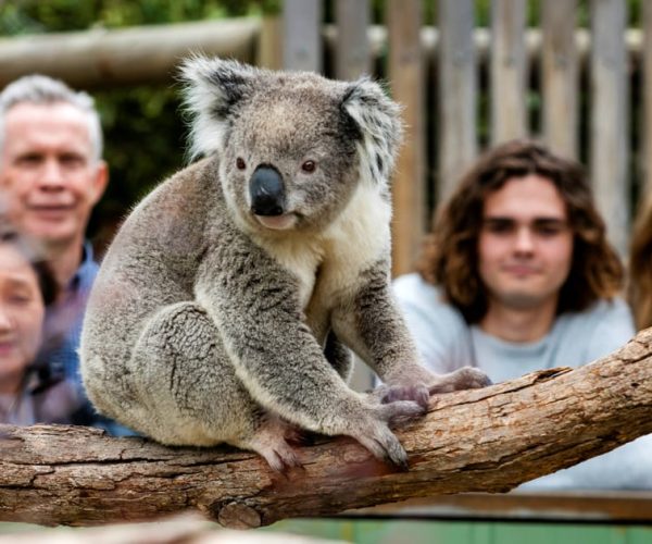 From Melbourne: Phillip Island Penguin Parade Eco Tour – Melbourne, Australia