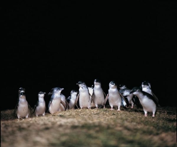 From Melbourne: Phillip Island and Penguin Parade Day Tour – Melbourne, Australia