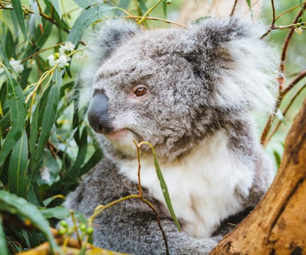 From Melbourne: Puffing Billy Steam Train & Wildlife Tour – Melbourne, Australia