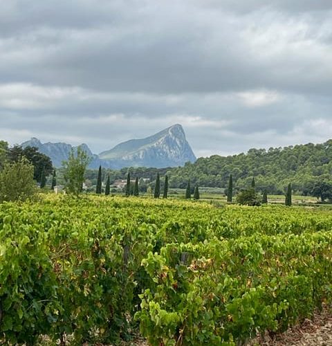 From Montpellier: Pic Saint-Loup Wine and Food Tour – Occitanie, France