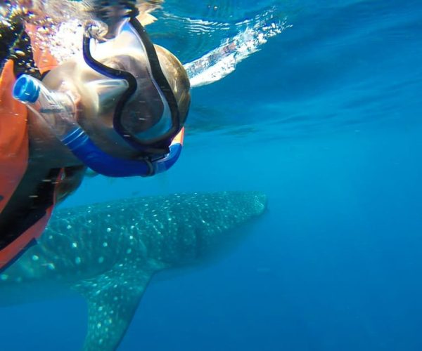 From Playa del Carmen: Whale Shark Tour – Playa del Carmen, Mexico