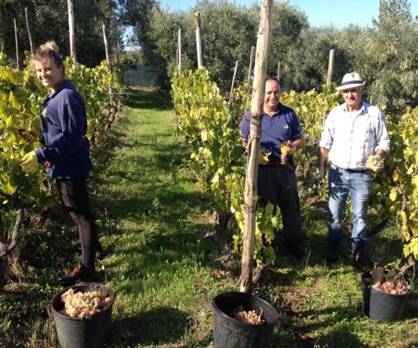 From Rome: Half-Day Frascati Wine Tour with Farmhouse Lunch – Rome, Italy