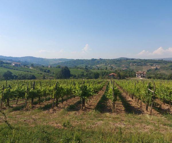 From Salerno: Irpinia Wine Tour Half-Day Trip – Campania, Italy