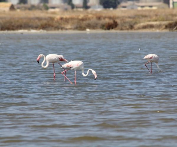 From Trapani: Salt Road Tour With Winery Visit and Boat Trip – Sicily, Italy