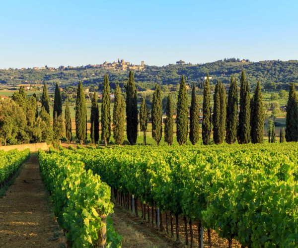 Full Day Bolgheri Tuscan Private Tour from Florence – Florence, Italy