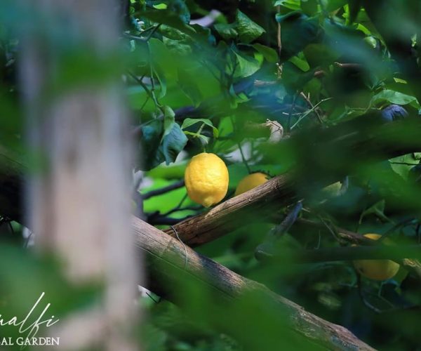 Genuine Cooking Class in the Amalfi Historical Garden – Amalfi, Italy