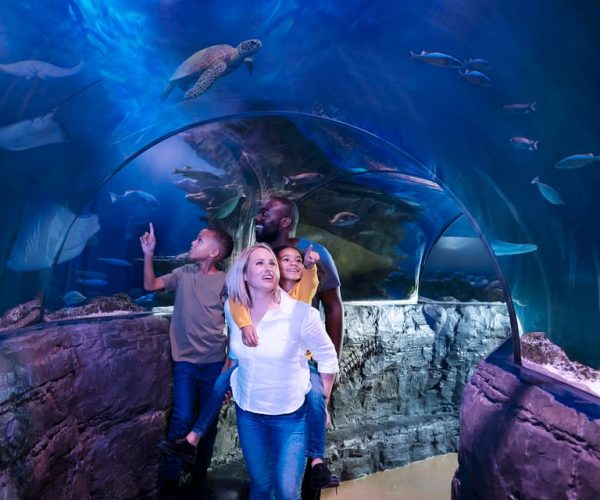 Grapevine: SEA LIFE Grapevine Aquarium General Admission – Grapevine, Texas