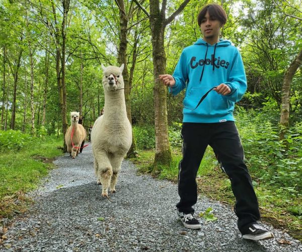 Guided Alpaca Trekking & Optional Luxury Picnic Hampers – BallyBurren Outdoor Escapes, United Kingdom