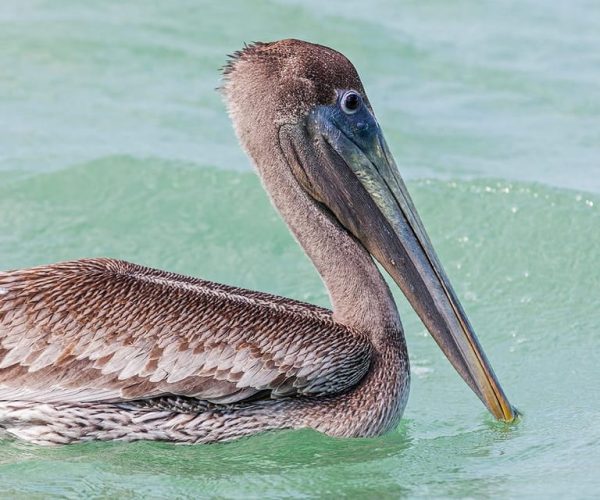 Holbox: Guided Kayaking Through Holbox’s Mangroves – Quintana Roo, Mexico