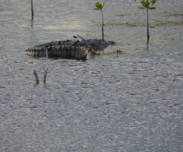 Isla Blanca: 4-Hour Private Expedition Bike & Boat Tour – Quintana Roo, Mexico