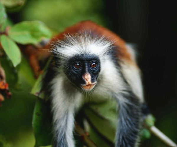 Joazani forest & Spice farm with lunch – Zanzibar, Tanzania